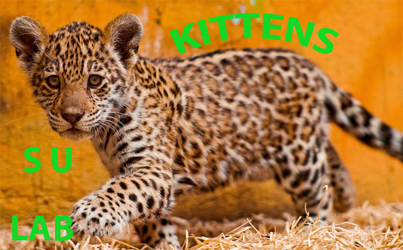 Su Lab Kittens Southern University Laboratory High School, Baton Rouge, Louisiana ...